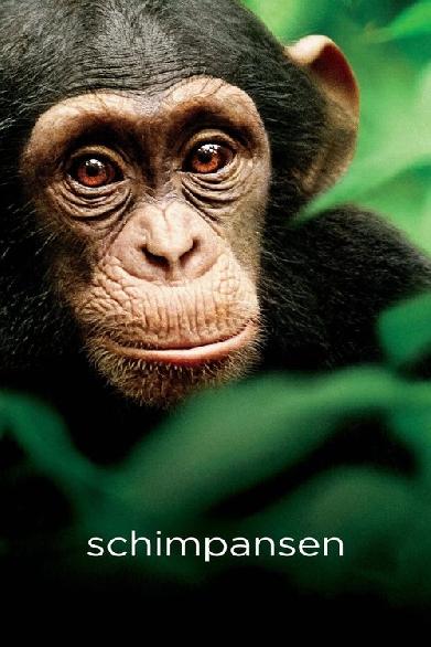 Schimpansen